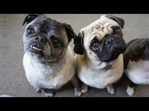 Cute is Not Enough – Funny Cats and Dogs Compilation #207