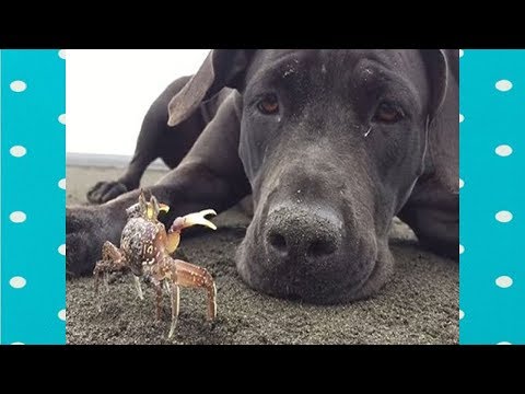 FUNNY DOGS PLAY WITH CRABS COMPILATION||FUNNY DOGS VIDEO
