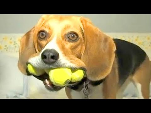 Try Not To Laugh Funny Stupid Dogs Videos Compilation 2018