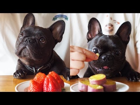 Funny and Cute French Bulldog compilation 2018 | Funny dog videos try not to laugh #46 | フレンチブルドッグ