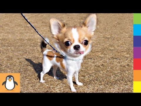 Cutest Chihuahua Puppies 🔥 Funny and Cute Chihuahua Dogs Videos Compilation