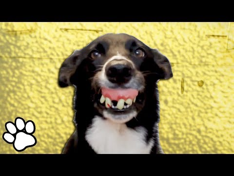 The Best Border Collies EVER | Funny Dogs Compilation 2018