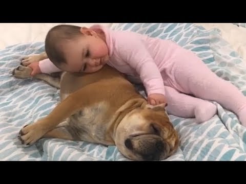 French Bulldog and Baby Compilation 2018 | Funny dog videos try not to laugh #42