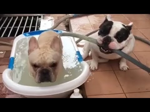 Funny and Cute French Bulldog compilation 2018 | Funny dog videos try not to laugh #40