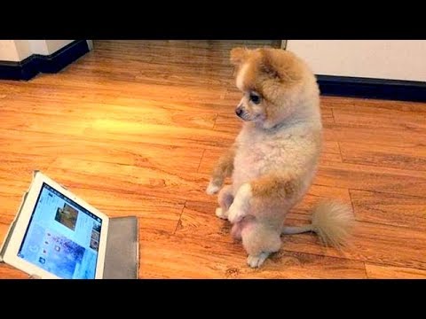 FUNNIEST VIRAL DOG VIDEOS 2018 😂😂 It’s TIME TO LAUGH!