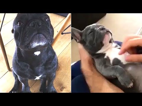 Funny and Cute French Bulldog compilation 2018 | Funny dog videos try not to laugh #43