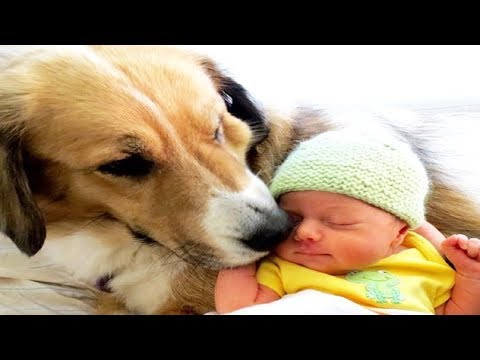 Cute Dog Babysitting Dog Love Baby – Funny Dogs Video