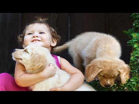 CUTE AND FUNNY PUPPY DOG GOLDEN RETRIEVER | Top Dog Videos Compilation