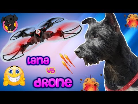 Mi Perro Vs Dron / ESTE DRON es un EXTRATERRESTRE? funny dogs videos