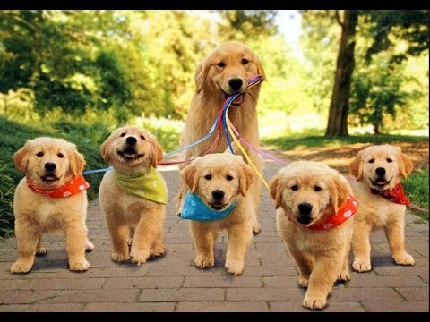 ♥Cute Dogs and Cats Doing Funny Things 2018♥ #101 – CuteVN