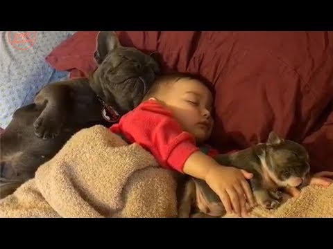 French Bulldog and Baby Compilation 2018 | Funny dog videos try not to laugh #44
