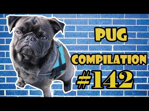 Pug Compilation 142 – Funny Dogs but only Pug Videos | Instapug