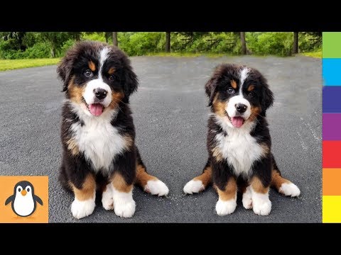 Cutest Bernese Puppies 🔥 Funny and Cute Bernese Mountain Dogs Videos Compilation