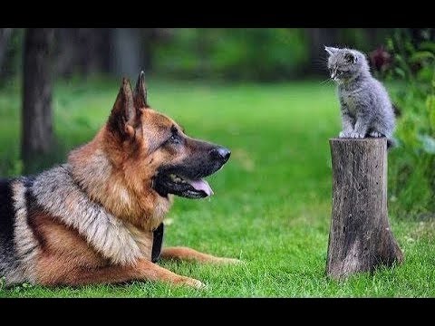 KITTENS Trying To Befriend DOGS – Cute Kitten And Funny Dog Videos Compilation 2018 [BEST OF]