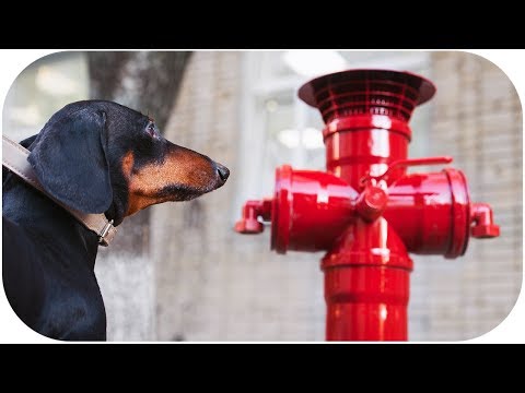 Does your dog love hydrants? Funny dachshund video!