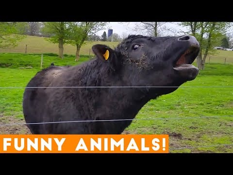 Funniest Pets & Animals of the Week Compilation October 2018 | Funny Pet Videos