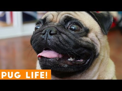 PUG LIFE! Cutest and Funniest Pug Animal Compilation 2018 | Funny Pet Videos