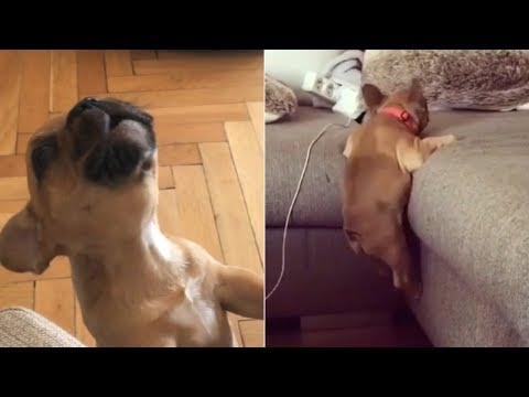 Funny and Cute French Bulldog compilation 2018 | フレンチブルドッグ | Funny dog videos try not to laugh #44