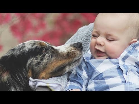 Funniest Dogs Love Sweet Baby Moments – Cute Baby Video