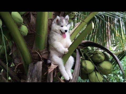 Cute is Not Enough – Funny Cats and Dogs Compilation #205