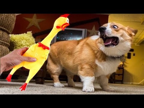 Funny Dog vs Shrilling Chicken Compilation 🤣 – 🐕 vs 🐥