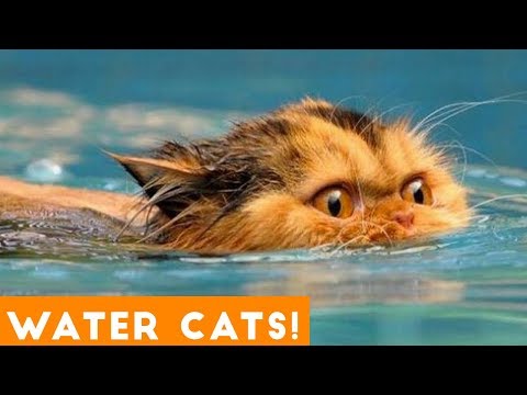 Funniest Cats Playing in Water Compilation 2018 | Funny Pet Videos