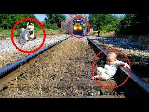 Cute is Not Enough – Funny Cats and Dogs Compilation #204