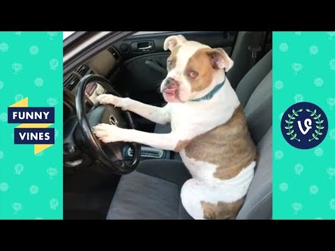 TRY NOT TO LAUGH – Cute PETS & Funny ANIMALS! | Funny Videos 2018