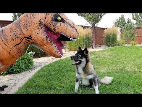 FUNNY DOGS REACT TO T-REX DINOSAUR COSTUME |Top Dog Video Compilation
