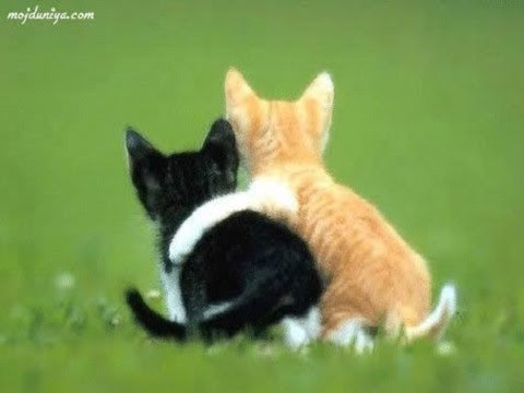 Cute cat and dog funny videos 2018 – FunnyAnimals