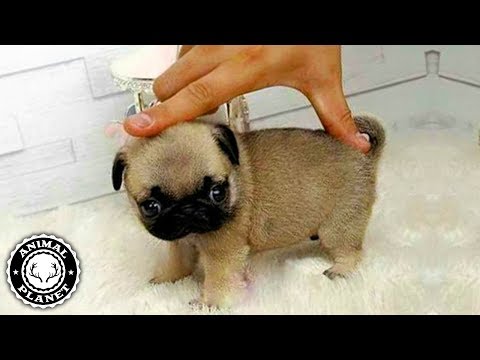 Baby Dogs 🔴 Cute and Funny Dog Videos Compilation (2018) Perritos Adorables Video Recopilacion