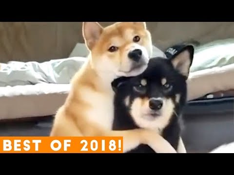 BEST ANIMALS OF 2018 Pt. 1  | Funny Pet Videos