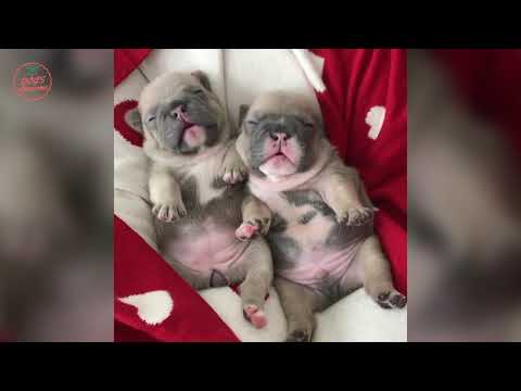 Dogs are Awesome  – Funny and Cute  French Bulldog Videos #73
