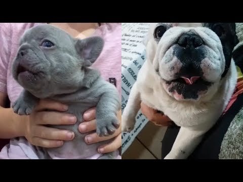 Dogs are Awesome  – Funny and Cute  French Bulldog Videos #71