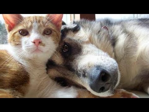 Adorable Dogs and Cats Playing together –  Funny Dog and Cat videos