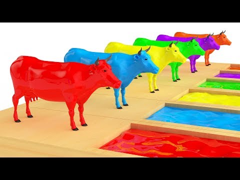 Cow Transporter Truck | Cow Race Water Slides | 3D Nursery Rhymes | Songs For Children | LAC TV LIVE