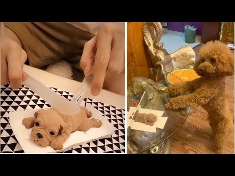 Dog Reaction to Cutting Cake | Dog Cake Compilation