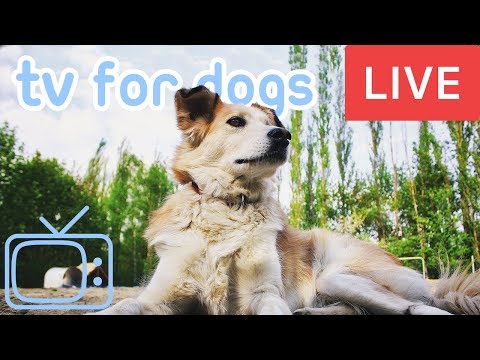TV for Dogs! Chill Your Dog Out with this 24/7 TV and Music Playlist for New Years Eve!