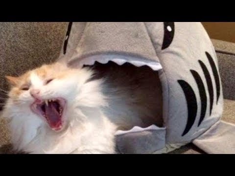 Funny Cats and Dogs Cute & Healing Video 2018 #2
