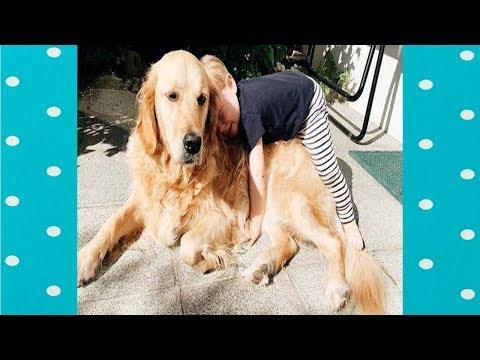 Golden Retriever Dog And Baby Are Best Friend#1||FUNNY DOGS VIDEO