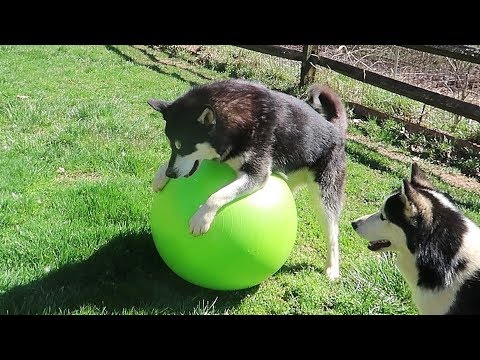 Dog Gets Yoga Ball – Funny dogs