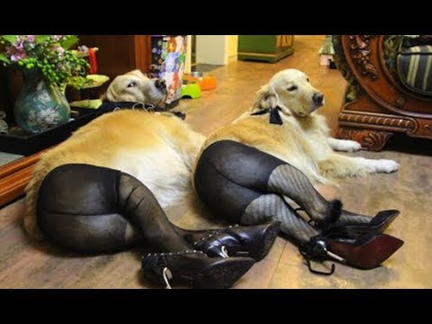 BEST OF  this Funny Dog Videos Compilation |NEW HD