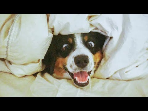 😁 Funniest 🐶 Dogs and 😻 Cats – Awesome and Funniest Animals Life Video 2019