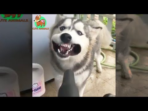 Try Not To Laugh At This Ultimate Funny Dog Video Compilation #2 – Funniest pets