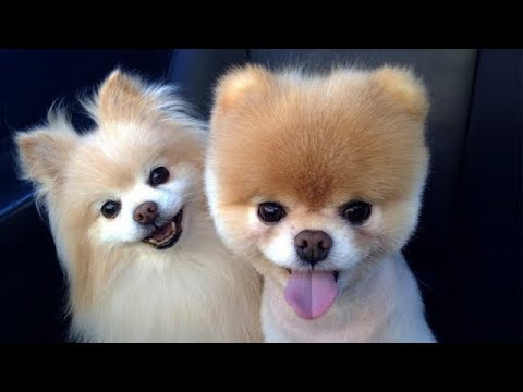 Cute Cats and Dogs 2019 ✪ Best Funny Pet Videos #14