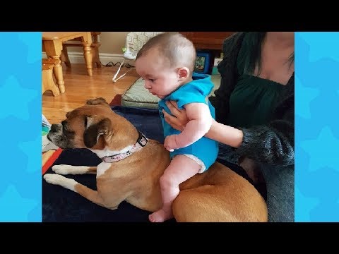 Baby Riding Dog – Funny baby and dog Compilation