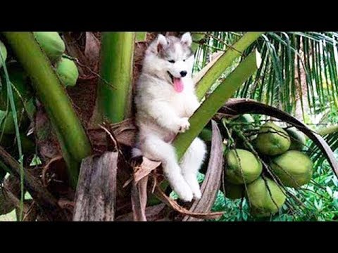 Cute Cats and Dogs 2019 ✪ Best Funny Pet Videos #12