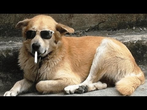 Try Not To Laugh Funny Dogs Compilation – Cute And Funny Dog Fails