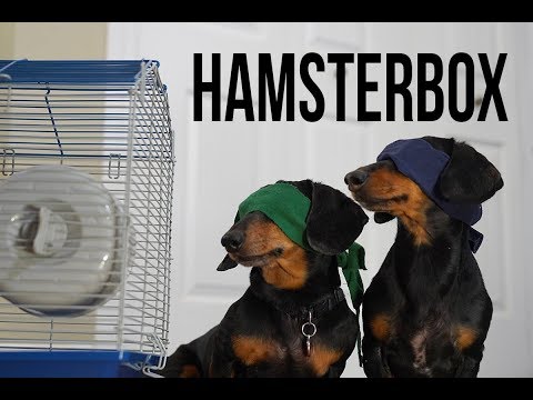 Ep 1. HAMSTER BOX – Funny/Scary Dog Video! (Dog Version of Bird Box!)