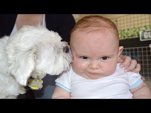 Dog Attacks Baby with kisses Funny Videos